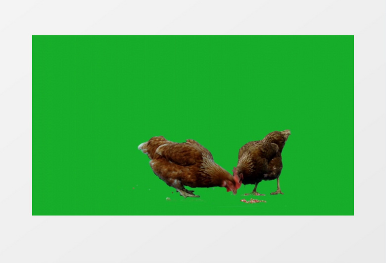 农场母鸡进食绿色背景视频素材