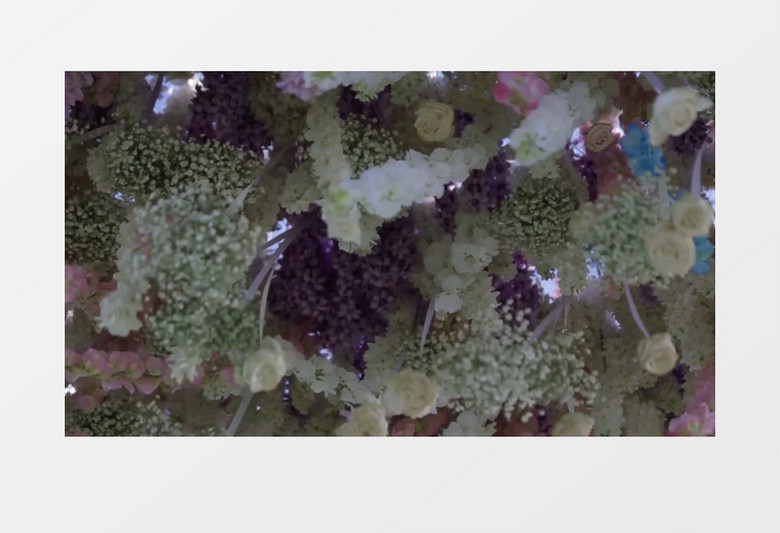 种类繁多的紫色花朵背景实拍视频素材