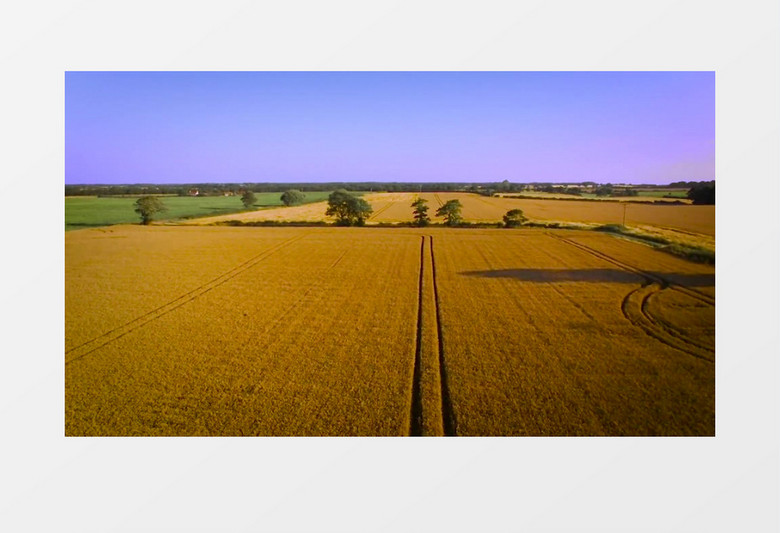 农场大片金黄色成熟的小麦实拍视频