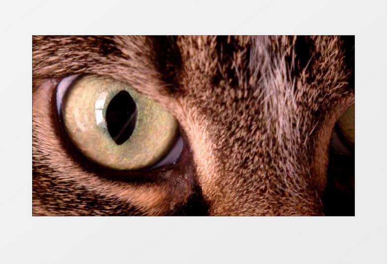 猫头鹰的眼睛近距离高清实拍视频素材