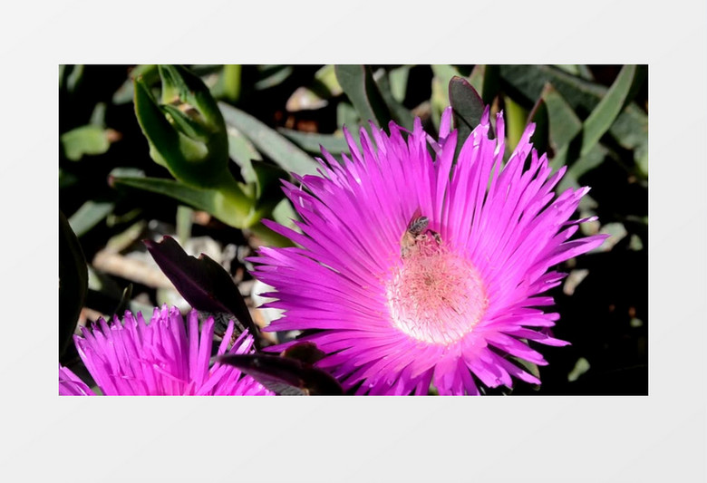 辛勤的蜜蜂在粉红色花朵上采蜜实拍视频素材