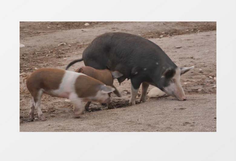 农场小猪和猪妈妈嬉戏玩耍实拍视频