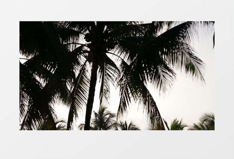 椰子树实拍视频