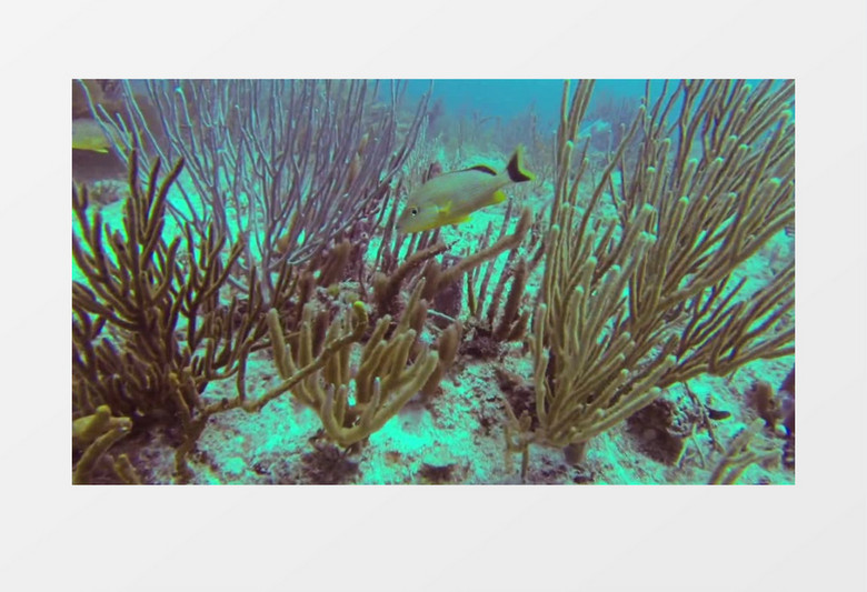 海底珊瑚和鱼实拍视频