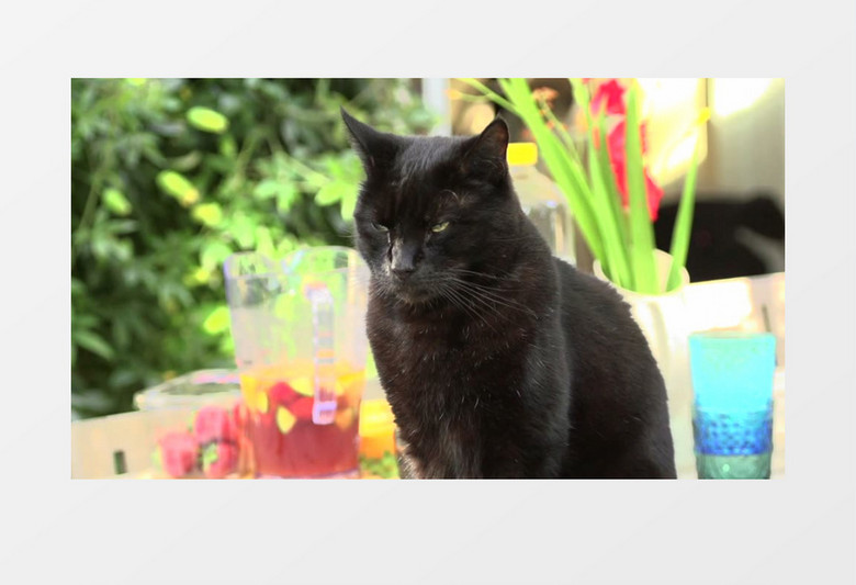 宠物黑猫实拍视频