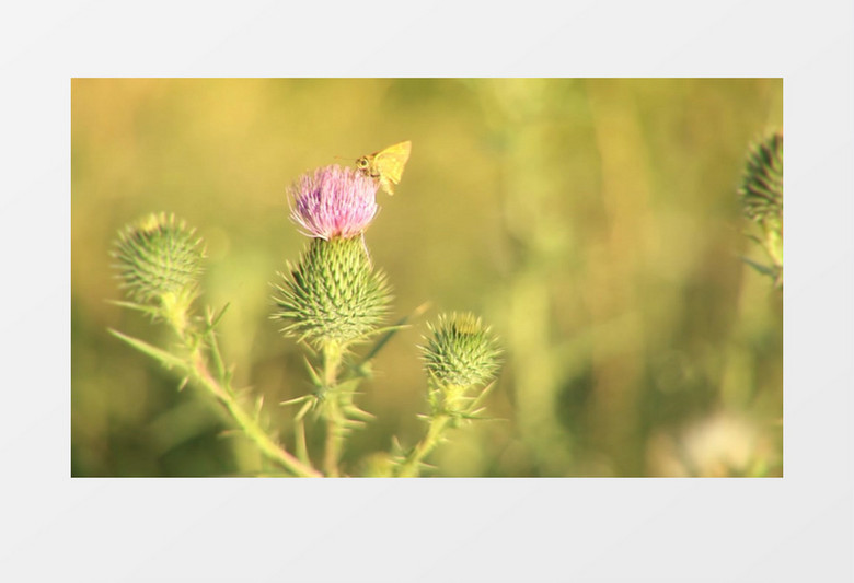 大自然中蝴蝶与昆虫在花朵上采蜜实拍视频