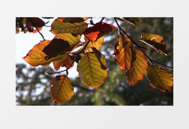 秋天阳光下棕色的树叶实拍视频