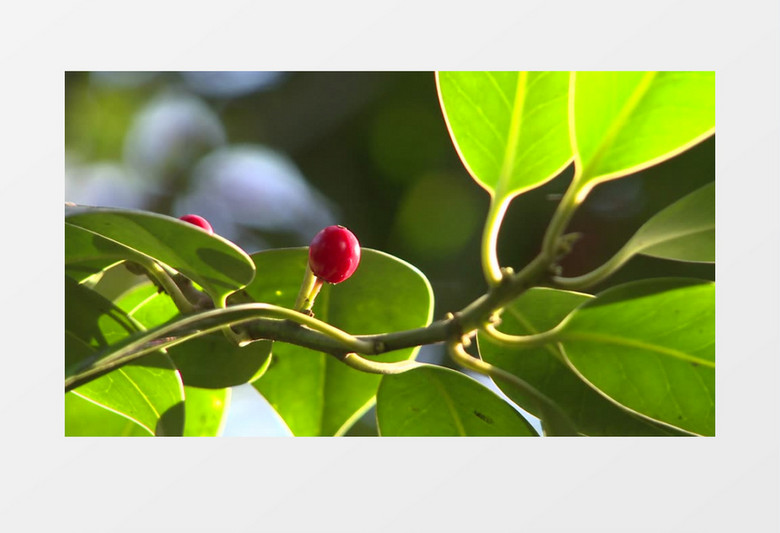 自然界有毒的红色水果浆果实拍视频