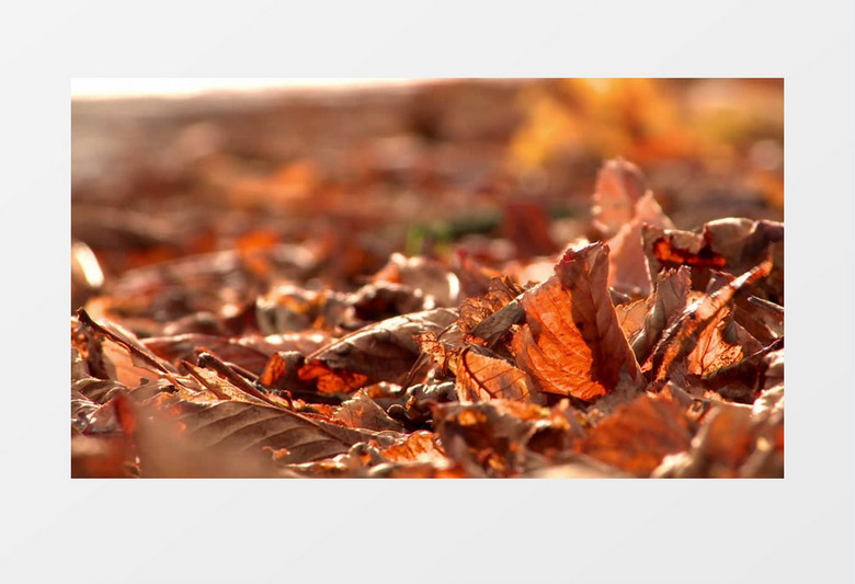 秋天金色的背景下树叶实拍视频