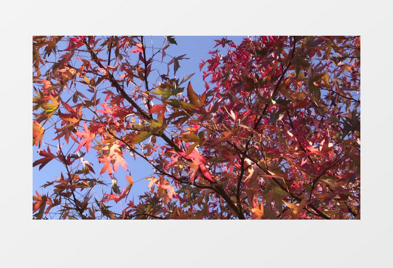 秋天棕黄色树叶随风摇曳实拍视频