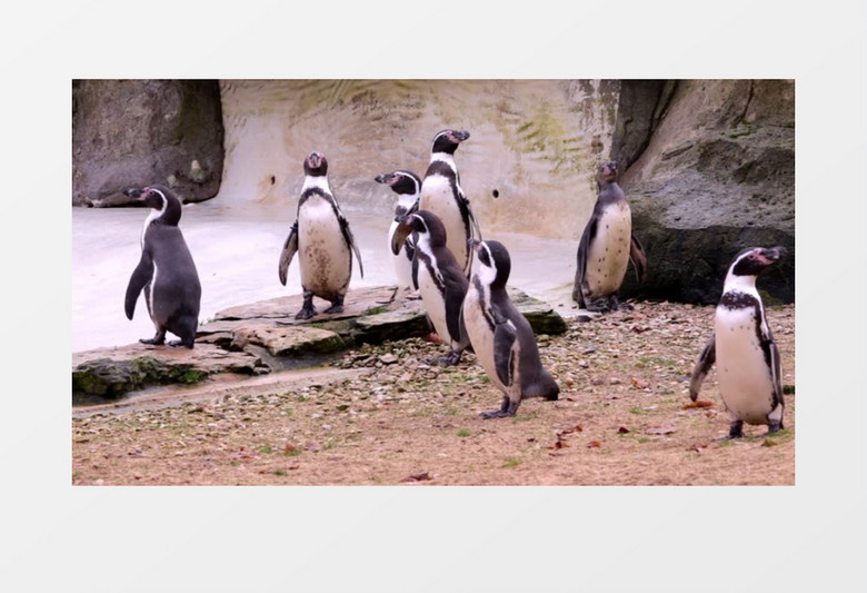 企鹅家族拥挤的蹒跚着实拍视频