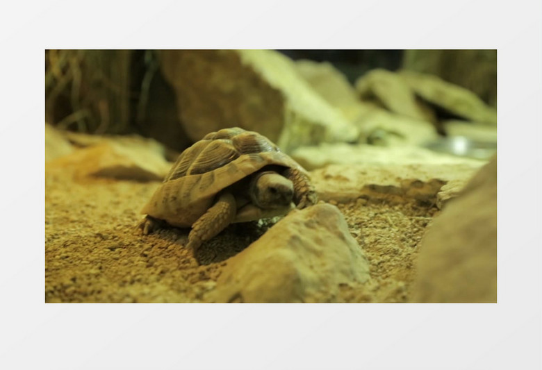 植物园缓慢移动的可爱乌龟实拍视频