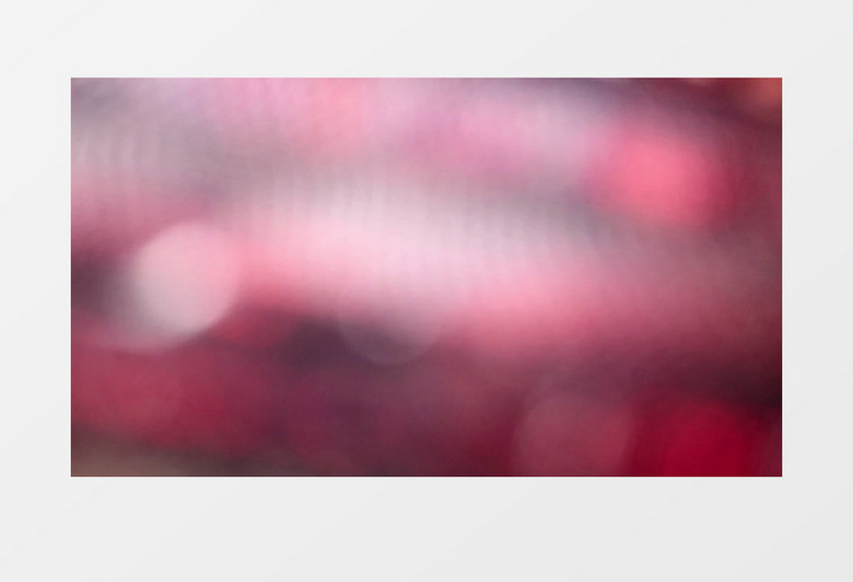 爬行动物红色的阴暗的毒蛇实拍视频