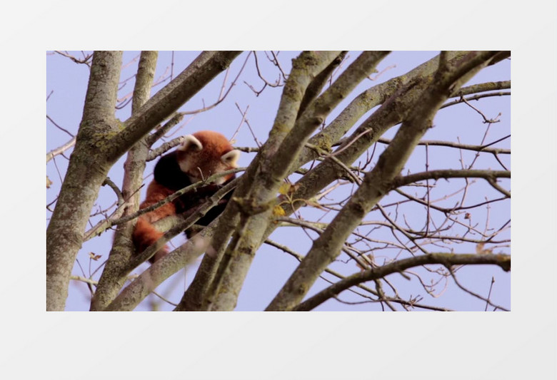 树枝上可爱慵懒的红色熊猫实拍视频