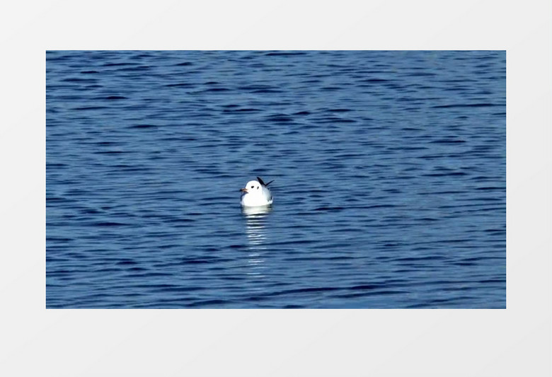 夏季安静水面海鸟游泳实拍视频素材