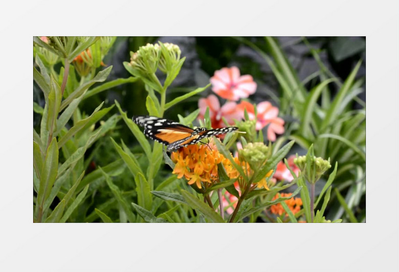 美丽鲜花蝴蝶花园近景实拍视频素材