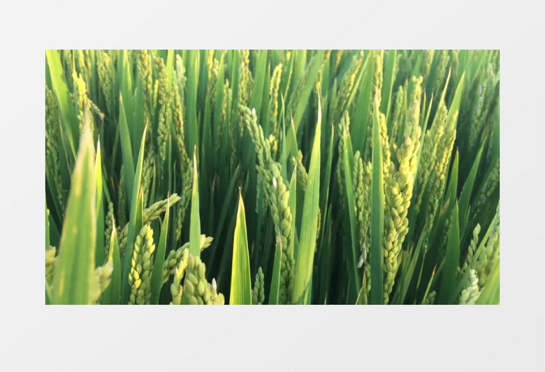 绿色健康有机田园水稻实拍视频素材
