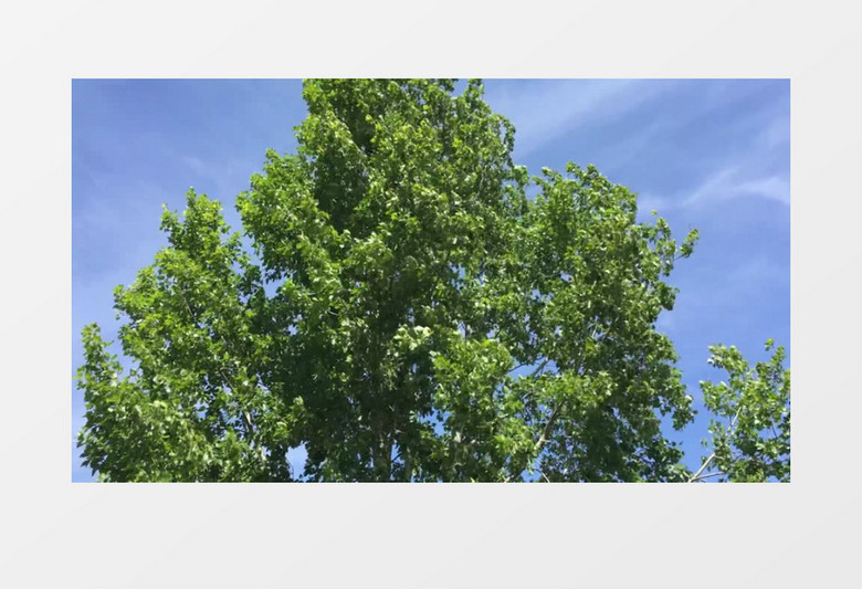蓝天白云树木近景实拍视频素材