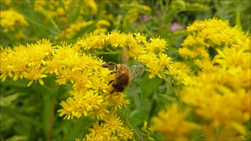 春天花丛蜜蜂采蜜实拍视频素材