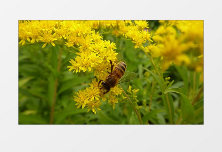 春天花丛蜜蜂采蜜实拍视频素材