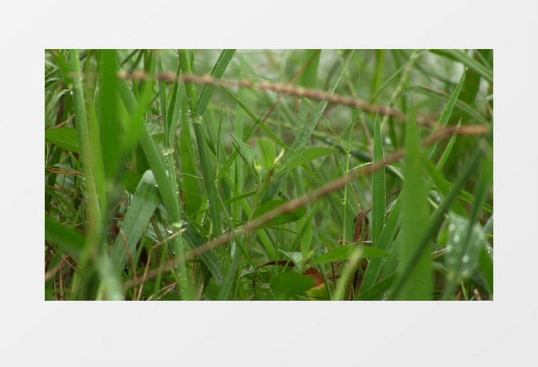 自然绿色草丛植物昆虫实拍视频素材