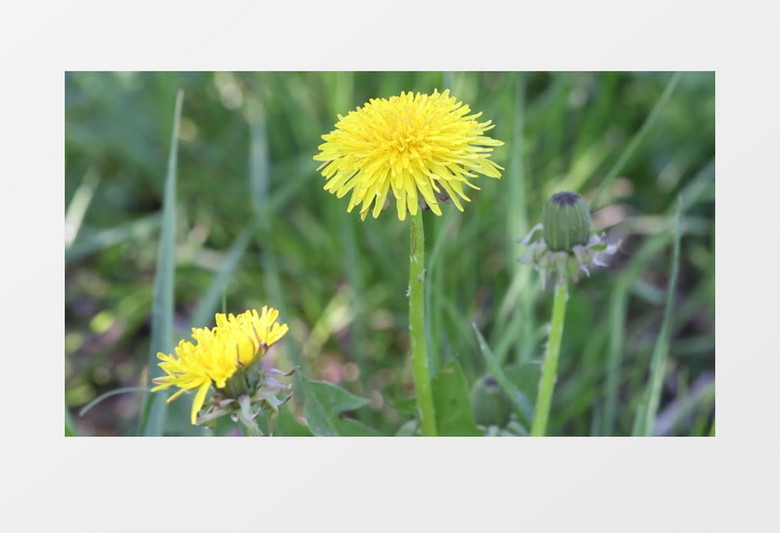 植物园植物绿色新鲜鲜花实拍视频素材