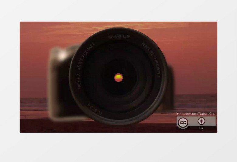 高清镜头实拍一只小瓢虫张开翅膀飞行实拍视频素材