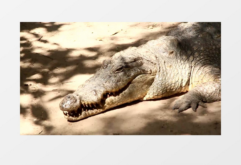 高清实拍一只大鳄鱼沐浴在清晨的日光里实拍视频素材