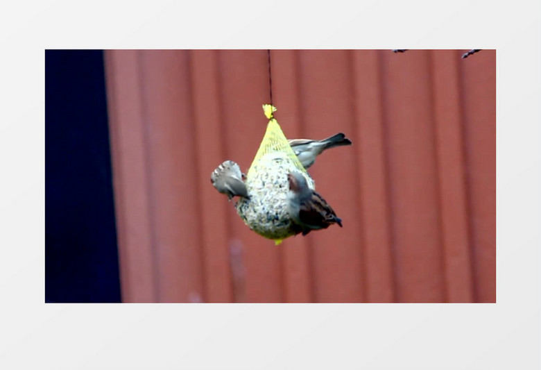 高清实拍三只小鸟在投食袋上吃食物实拍视频素材