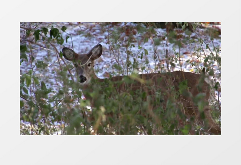 近距离高清拍摄白天森林野生的动物雌鹿实拍视频素材