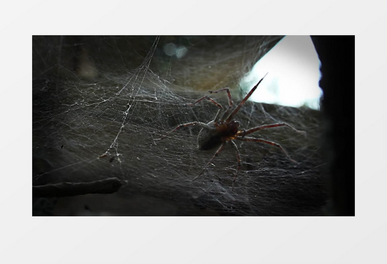 高清实拍在一个废弃山洞中一只蜘蛛结出了密密的网实拍视频素材