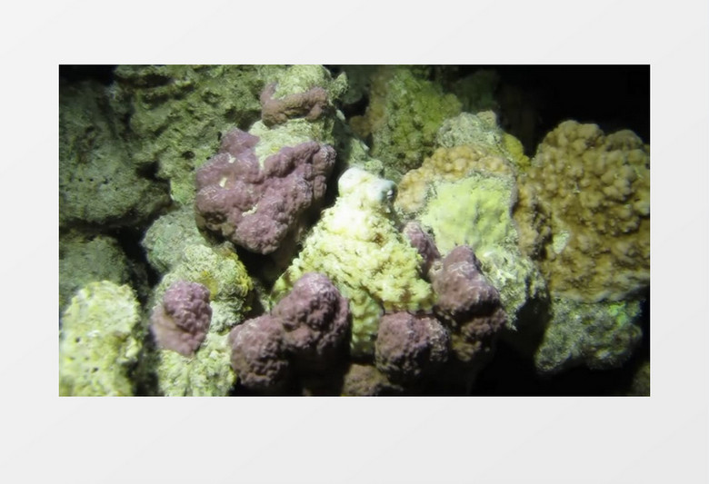 特写拍摄海底石头珊瑚微动实拍视频素材