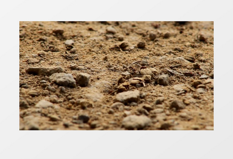 高清实拍一只小蚂蚁在沙地上快速爬过实拍视频素材