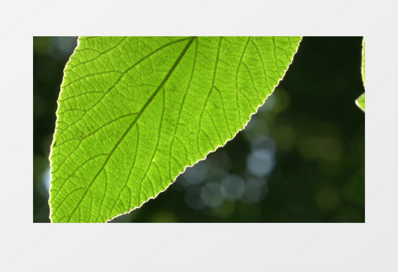 高清近距离拍摄树叶在点点阳光的衬托下更有绿意视频素材