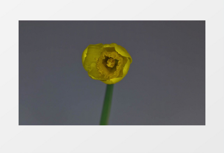黄色的小花苞开房成一朵美丽花朵的过程实拍视频素材