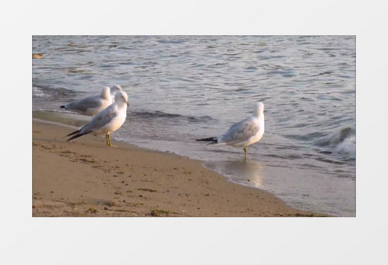 高清实拍海边四只小鸟在喝水整理羽毛实拍视频素材