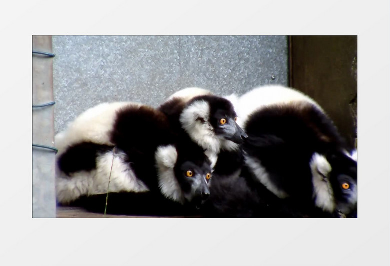 高清拍摄三只可爱的灵长类动物紧紧相拥在一起实拍视频素材