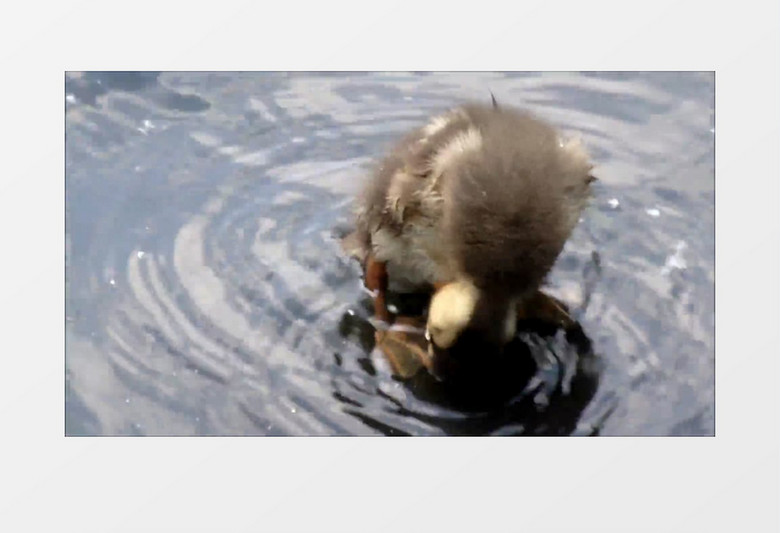 小鸭子在水里捉虫子实拍视频素材