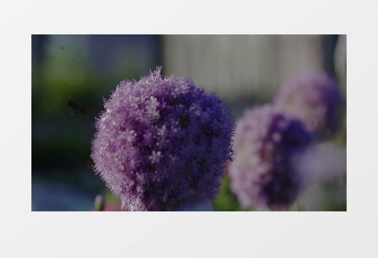 环绕着紫色花朵的蜜蜂实拍视频素材