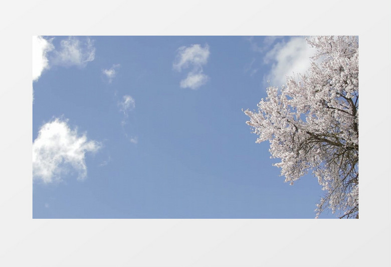 晴朗的天空日本樱花树实拍视频素材