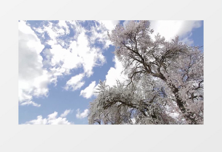 阳光明媚绽放的日本樱花实拍视频素材