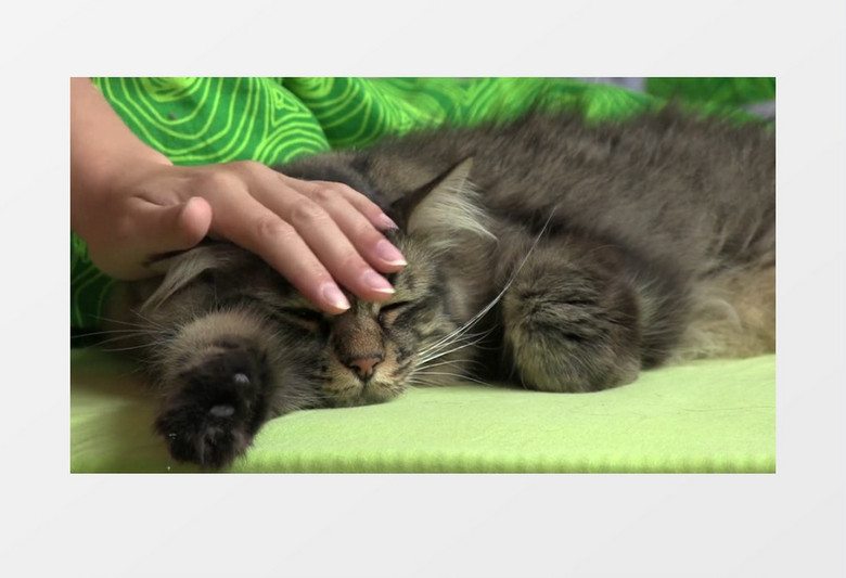 趴着享受爱抚的小猫咪实拍视频素材