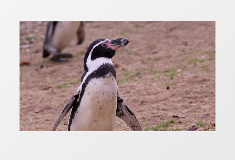 企鹅家族蹒跚走路实拍视频