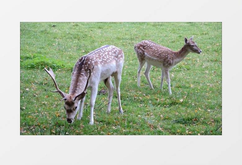 高清实拍两只小鹿在草地上悠闲的吃草实拍视频素材
