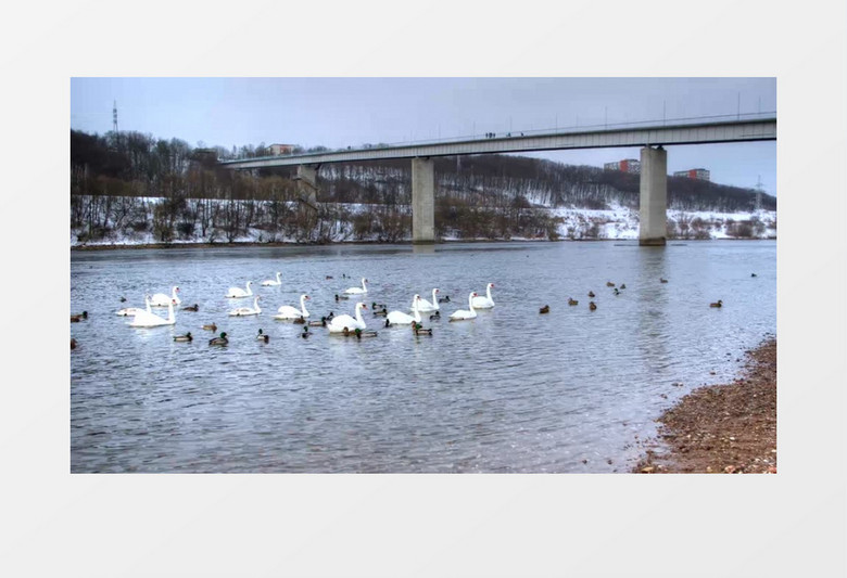 河面上天鹅与鸭子游动时光倒流实拍视频素材