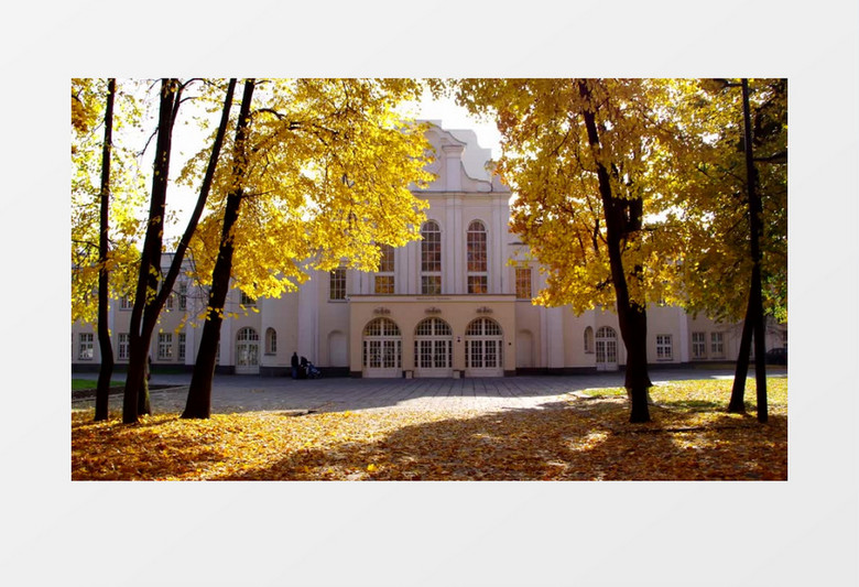 百色城堡前遍地的金黄色的枫叶视频素材