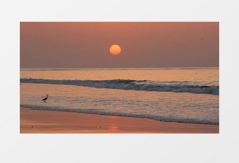 高清实拍在落日映照下的大海在翻滚着浪花一只鹭鸶在沙滩上迎着海浪漫步实拍视频素材