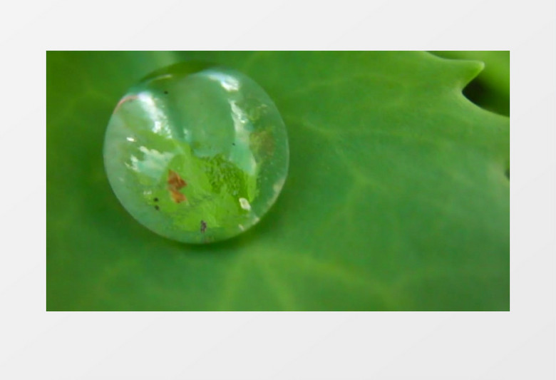 实拍早上露水滴漏的实拍视频