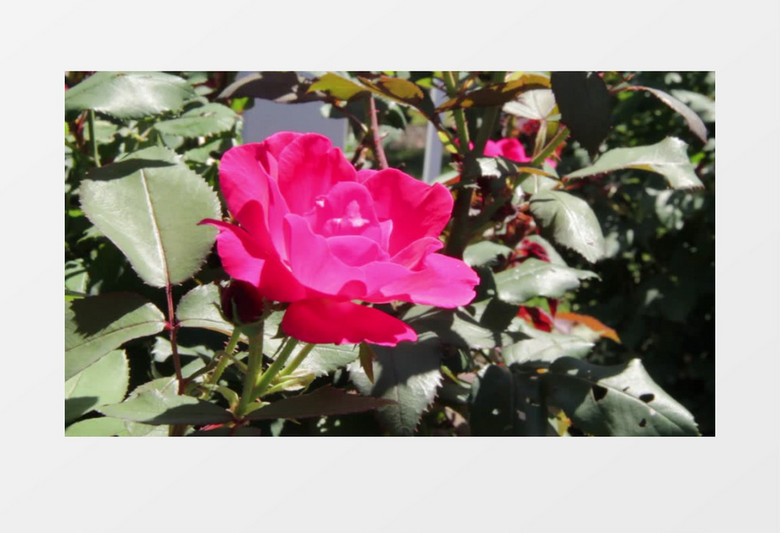 玫红色的月季花在风中摇摆实拍视频素材