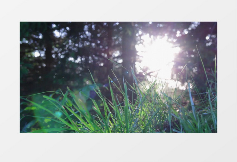 阳光透过树木照耀在小草身上实拍视频素材